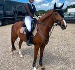 Leuke d pony, Merrie, Gechipt, L, 11 jaar of ouder