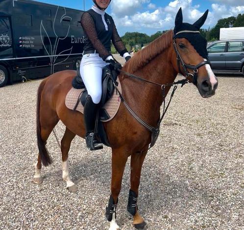 Leuke d pony, Dieren en Toebehoren, Pony's, Merrie, L, D pony (1.37m tot 1.48m), 11 jaar of ouder, Met stamboom, Gechipt, Ontwormd