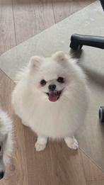Pomeriaan Dekreu 100% Wit, Dieren en Toebehoren, Reu, CDV (hondenziekte), Eén hond, 3 tot 5 jaar