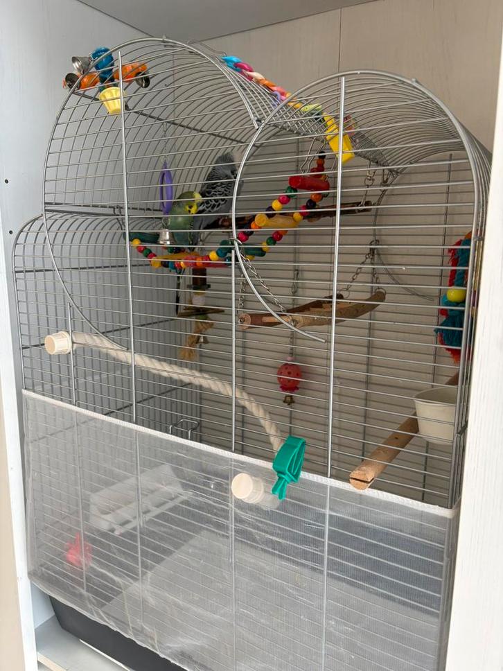 Twee parkietjes met kooi en speeltjes, Dieren en Toebehoren, Vogels | Parkieten en Papegaaien, Parkiet, Mannelijk, Tam