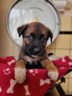 Australian shepherd x Mechelse Herder Pups OUDERS GETEST, Dieren en Toebehoren, Honden | Herdershonden en Veedrijvers, CDV (hondenziekte)