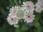 Bio zaden Zeeuws knoopje - Astrantia major, Tuin en Terras, Verzenden, Voorjaar, Halfschaduw, Zaad
