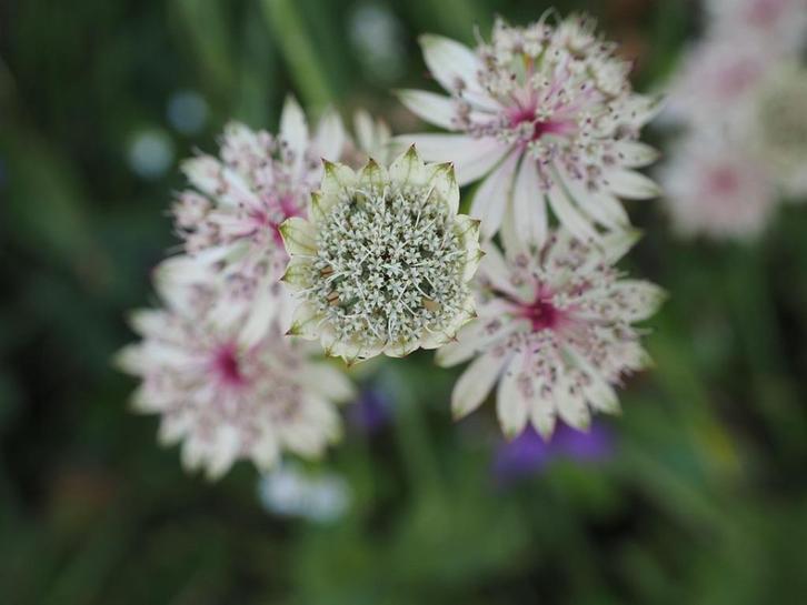 Bio zaden Zeeuws knoopje - Astrantia major, Tuin en Terras, Bloembollen en Zaden, Zaad, Voorjaar, Halfschaduw, Verzenden