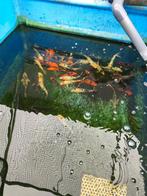 Euro koi 20-25 cm 27,50 pst desgewenst bezorgd aan huis, Karper of Koi