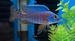 Aulonocara Red Blotched Rubin Red, Vis