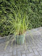 Pampasgras, Ophalen, Herfst, Vaste plant, Siergrassen