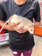 2 tamme ratten, Dieren en Toebehoren, Rat, Mannelijk, Januari, Tam