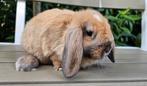 Mini lopjes 10 weekjes, Meerdere dieren, Klein, Hangoor, 0 tot 2 jaar