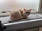 Dek kater britse korthaar beige, Kater, Ontwormd, 0 tot 2 jaar
