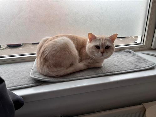 Dek kater britse korthaar beige, Dieren en Toebehoren, Katten en Kittens | Raskatten | Korthaar, Kater, 0 tot 2 jaar, Ontwormd