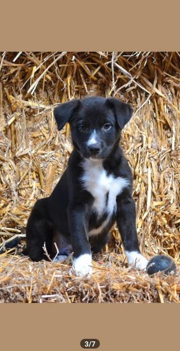 Pups kruising Australian working kelpie/Bordercollie €950 beschikbaar voor biedingen