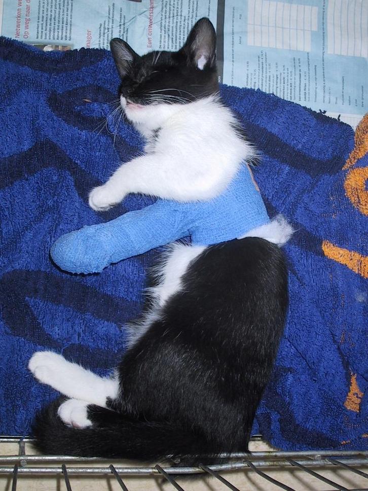 Katten herplaatsen, Dieren en Toebehoren, Katten en Kittens | Overige Katten