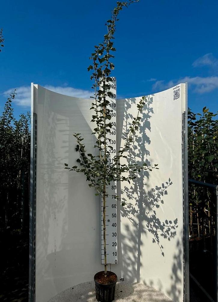 Crataegus laevigata 'Paul's Scarlet' 🌿🌺 (rode meidoorn), Tuin en Terras, Planten | Bomen, Overige soorten, Volle zon, Ophalen