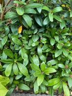 Skimmia Struik, Tuin en Terras, Planten | Struiken en Hagen, Ophalen, Overige soorten, Struik, Minder dan 100 cm