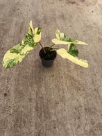 Philodendron Paraiso Verde X Florida Beauty variegata, Huis en Inrichting, Kamerplanten, Ophalen of Verzenden, Halfschaduw, Minder dan 100 cm