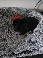 Konijn, Dieren en Toebehoren, Vrouwelijk, Middelgroot, 0 tot 2 jaar