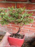 Fuchsia pre Bonsai geel/ rode bloemen, Tuin en Terras, Ophalen of Verzenden, Zomer, Overige soorten, Volle zon