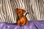 Mooie gezonde dwerg pincher puppies, Overige rassen, CDV (hondenziekte), 8 tot 15 weken, Meerdere