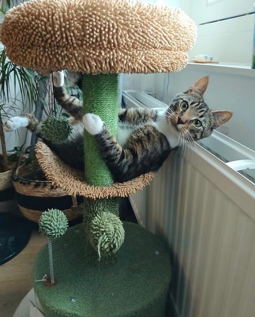 Lieve kater van 1 jaar oud zoekt een nieuw thuis, Dieren en Toebehoren, Katten en Kittens | Overige Katten, Kortharig, Kater, 0 tot 2 jaar