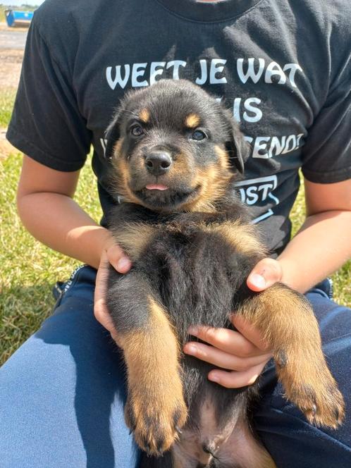 Stoere lieve Rottweiler puppy's, Dieren en Toebehoren, Honden | Bulldogs, Pinschers en Molossers, Meerdere dieren, Rottweiler