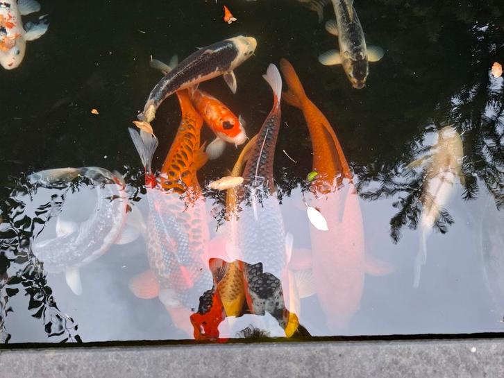 Koikarpers  te koop, Dieren en Toebehoren, Vissen | Vijvervissen, Karper of Koi
