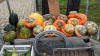 Pompoenen en kalebassen, Tuin en Terras, Ophalen of Verzenden