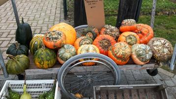 Pompoenen en kalebassen  beschikbaar voor biedingen