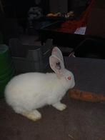 witte vlaamse reus ram, Dieren en Toebehoren, Konijnen, Mannelijk, Groot, 0 tot 2 jaar