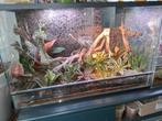Paludarium 80x50x40, Ophalen, Gebruikt, Terrarium of Paludarium