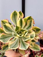 Aeonium 'Marnier Lapostolle - België, Ophalen of Verzenden, Halfschaduw, Minder dan 100 cm