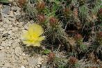 🌵🏵 Opuntia fragilis: winterharde schijfcactus tuin, Overige soorten, Volle zon, Vaste plant, Ophalen of Verzenden