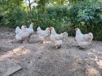 Broedeieren brahma groothoender Isabel, Dieren en Toebehoren, Pluimvee, Geslacht onbekend, Kip
