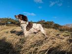 Raszuivere Engelse Springer spaniel pups op komst, Dieren en Toebehoren, Honden | Retrievers, Spaniëls en Waterhonden, Particulier