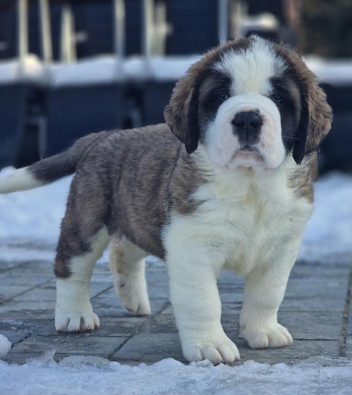 Sint bernard Prachtige puppy's FCI gecertificeerde kennel, Dieren en Toebehoren, Honden | Bulldogs, Pinschers en Molossers, Meerdere dieren