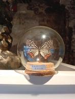 Prachtige vlinder in stolp hoogte 10 cm, Huis en Inrichting, F, Ophalen of Verzenden, Zo goed als nieuw, J