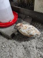 Groep Japanse kwartels., Dieren en Toebehoren, Pluimvee, Meerdere dieren, Overige soorten