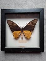 Vlinder Troides Amphrysis Malay, Gebruikt, Ophalen
