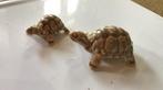 Wade schildpadjes moeder en kind, Verzamelen, Beelden en Beeldjes, Ophalen of Verzenden, Zo goed als nieuw