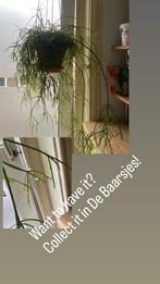 Rhipsalis Hangplant - Ophalen in De Baarsjes!, Vaste plant, Bloeit niet, Halfschaduw, Ophalen