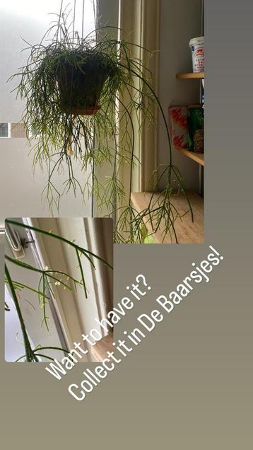 Rhipsalis Hangplant - Ophalen in De Baarsjes! beschikbaar voor biedingen