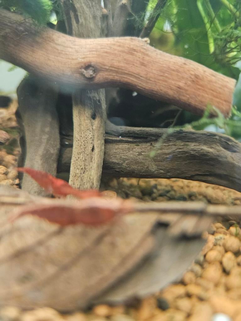 Bloody Mary garnalen 2,50 per stuk, Eén persoon, Ticket of Toegangskaart