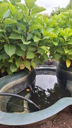 Gratis vijver, Tuin en Terras, Ophalen, Gebruikt