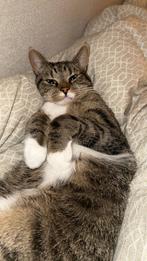 Lief poes te koop, Dieren en Toebehoren, Katten en Kittens | Raskatten | Korthaar, Poes