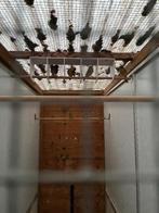 te koop wilde kanaries, Dieren en Toebehoren, Vogels | Kanaries, Meerdere dieren, Kleurkanarie