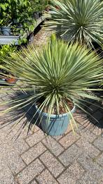 Yucca rostrata nu 10% korting bij betty’s greenhouse, Ophalen, Zomer, Overige soorten, Volle zon