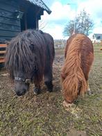 2 merrie shetlanders, Merrie, Minder dan 160 cm, Recreatiepaard, 0 tot 2 jaar