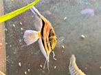 3 Maanvis manacapuru redback, Dieren en Toebehoren, Vissen | Aquariumvissen, Vis, Zoetwatervis, Schoolvis