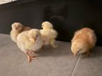 Columbia wyandotte kriel kuikens, Dieren en Toebehoren, Pluimvee, Geslacht onbekend, Kip