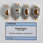 Schelpen: Cypraea diauges (variant) 24-27,4mm - Madagascar, Ophalen of Verzenden, Schelp(en)