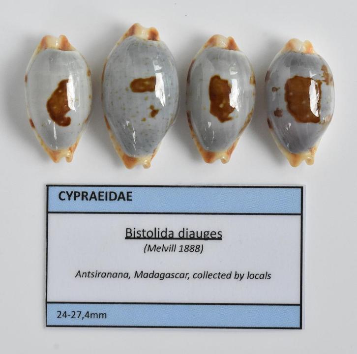 Schelpen: Cypraea diauges (variant) 24-27,4mm - Madagascar, Verzamelen, Mineralen en Fossielen, Schelp(en), Ophalen of Verzenden